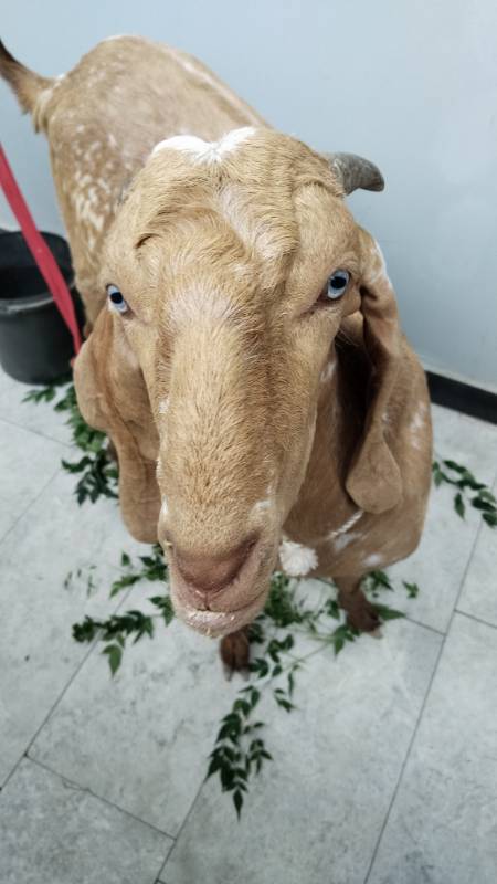 Bakra