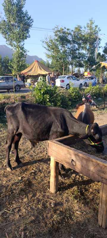 male black cows,