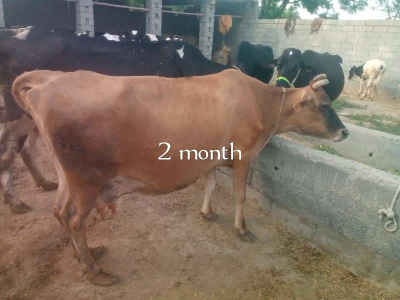 animal for Eid