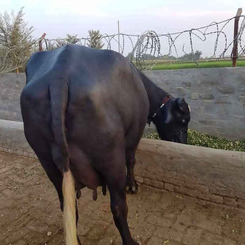 Buffalo