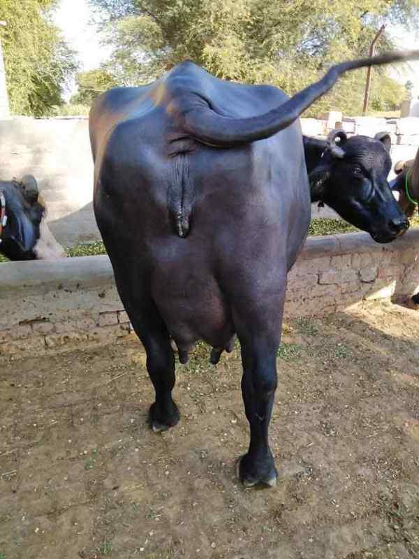 Buffalo Neeli Ravi