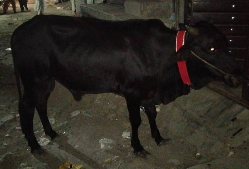 Cow 🐮