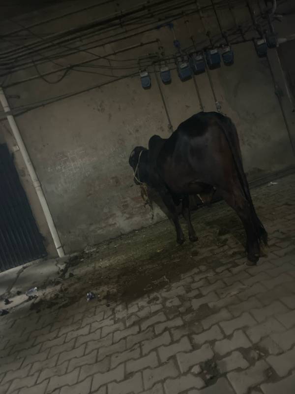 4 mann cow