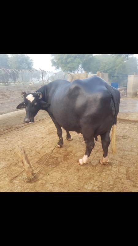 Neeli Ravi Buffalo