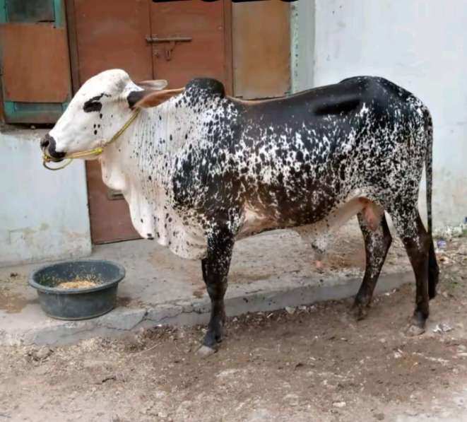 male cow for qurbani