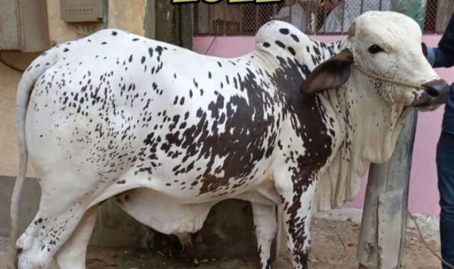 naughty cow for sale