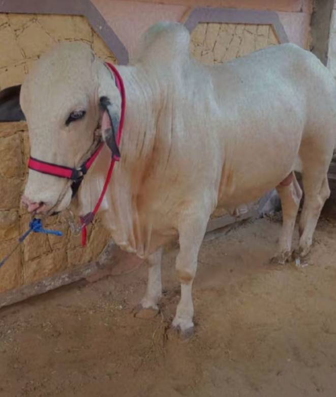 white bull for sale