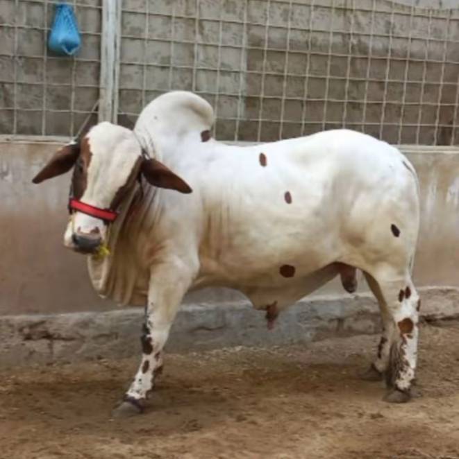 super cow for sale