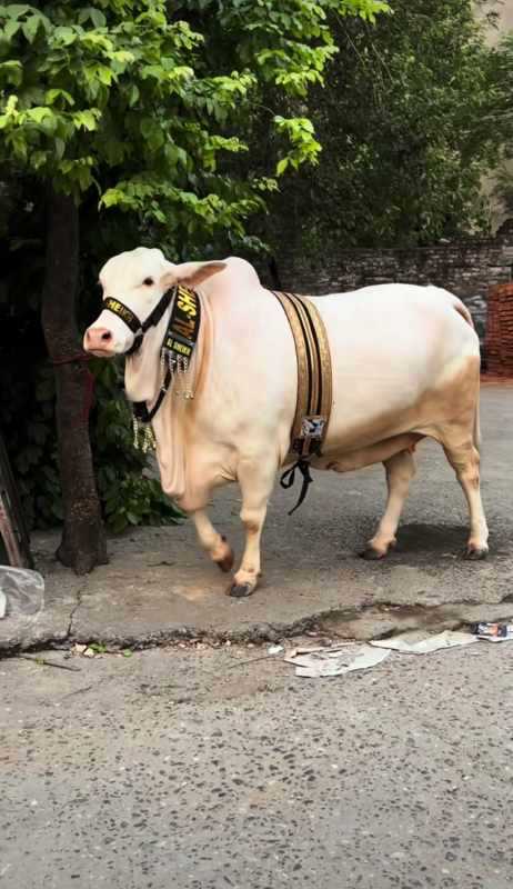 big cow