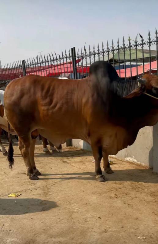 brown cow