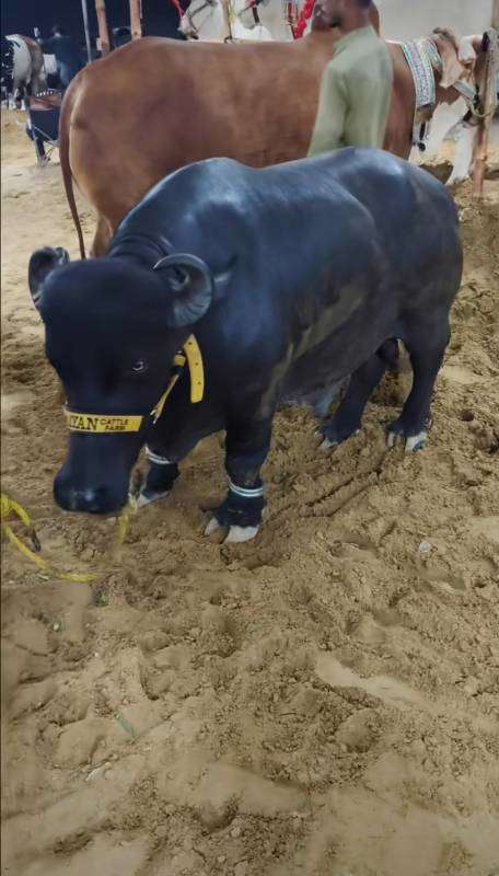 little cow