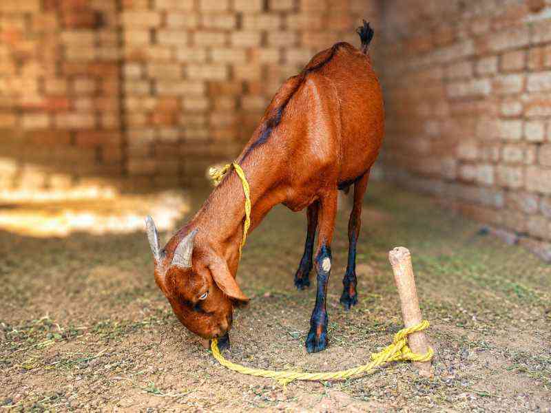 3 month Pregnant healthy female goat