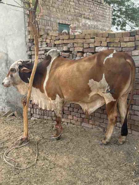 Male got far sale